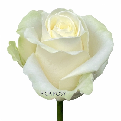 single-long-stemmed-white-rose-roses-funeral-flowers-tribute-delivered-strood-rochester-kent