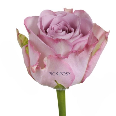 single-long-stemmed-lilac-rose-roses-funeral-flowers-tribute-delivered-strood-rochester-kent-long-stemmed-peach-rose-roses-funeral-flowers-tribute-delivered-strood-rochester-kent 