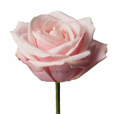 single-long-stemmed-pale-pink-rose-roses-funeral-flowers-tribute-delivered-strood-rochester-kent