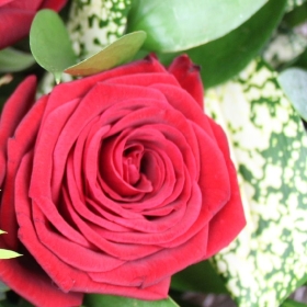 six-half-a-dozen-red-roses-handtie-bouquet-flowers-strood-rochester-medway-kent