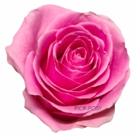 single-long-stemmed-pink-roses-funeral-flowers-tribute-delivered-strood-rochester-kent