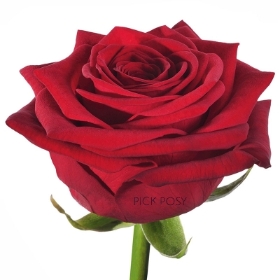 single-long-stemmed-red-rose-roses-funeral-flowers-tribute-delivered-strood-rochester-kent