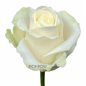 single-long-stemmed-white-rose-roses-funeral-flowers-tribute-delivered-strood-rochester-kent