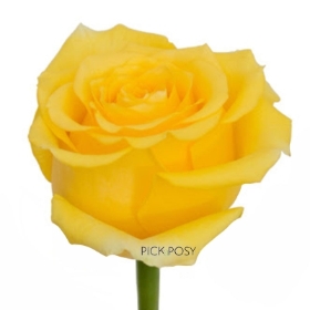 single-long-stemmed-yellow-rose-roses-funeral-flowers-tribute-delivered-strood-rochester-kent