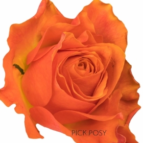 single-long-stemmed-orange-roses-funeral-flowers-tribute-delivered-strood-rochester-kent