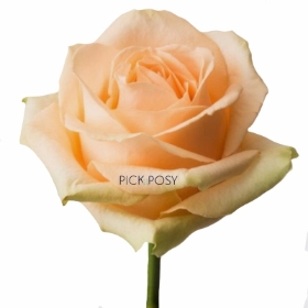 single-long-stemmed-peach-rose-roses-funeral-flowers-tribute-delivered-strood-rochester-kent 